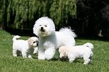 BICHON FRISE 570